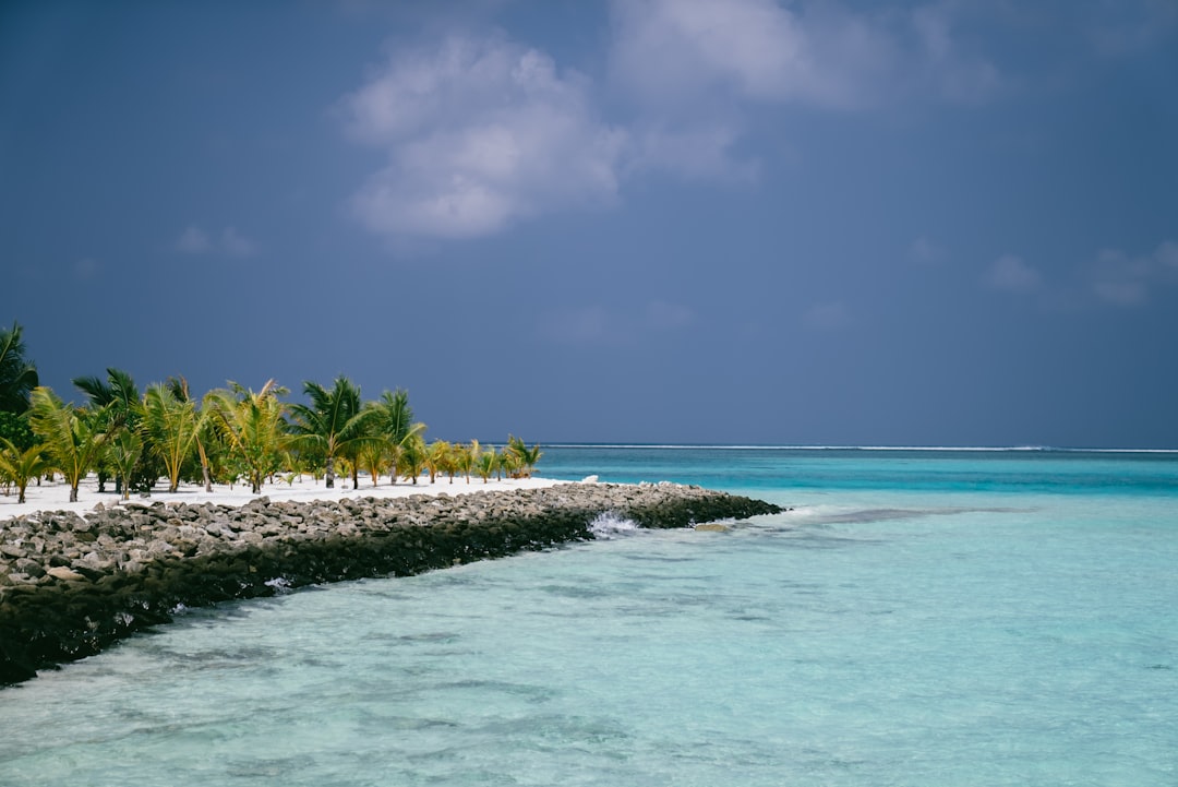 a sandy beach with palm trees and clear blue water,