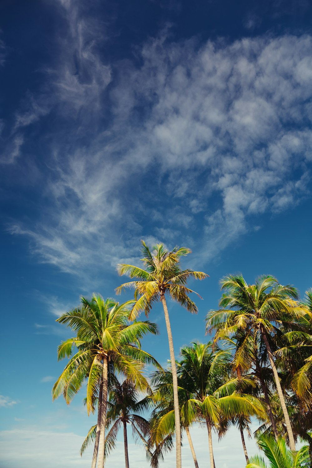 a group of palm trees on a beach