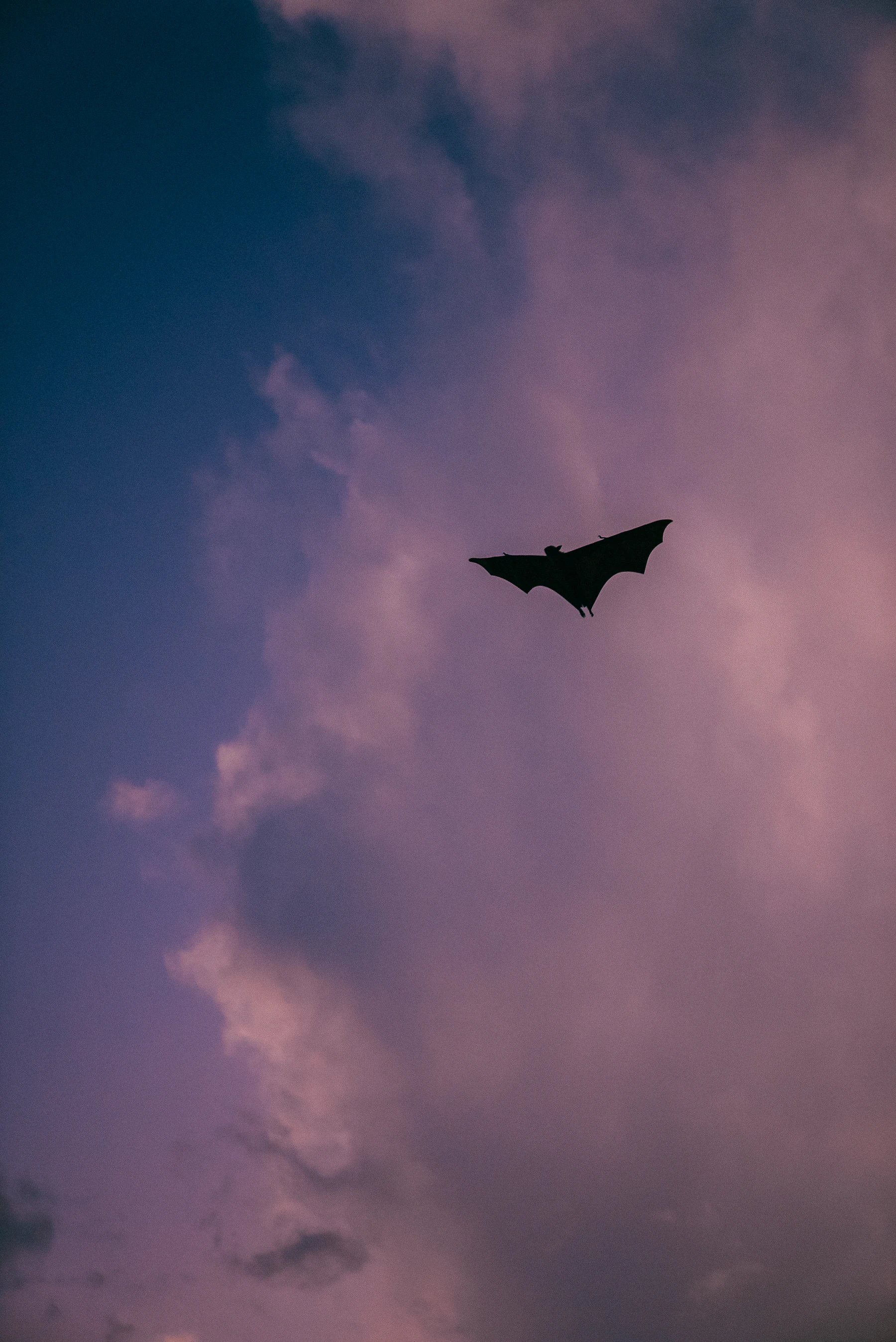 A single bat in silhouette flying past a purple evening cloud