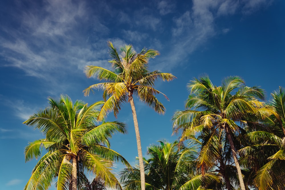 a group of palm trees on a sunny day