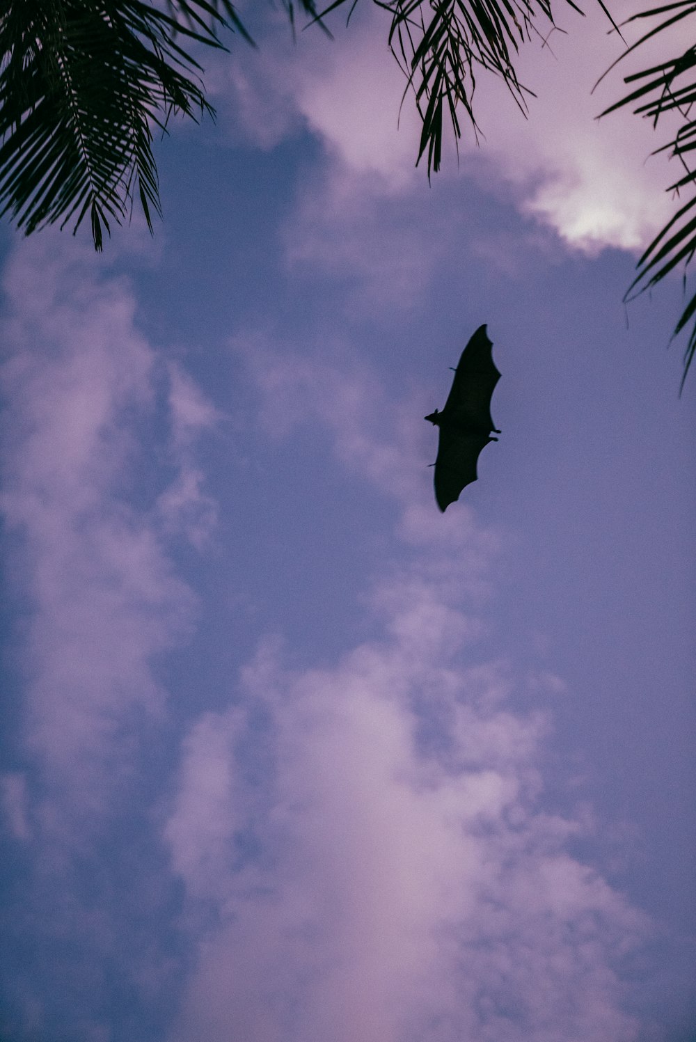 a bat flying high up in the sky