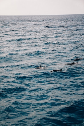 A serene ocean scene with a swimmer gently approaching a pod of dolphins under clear blue skies.