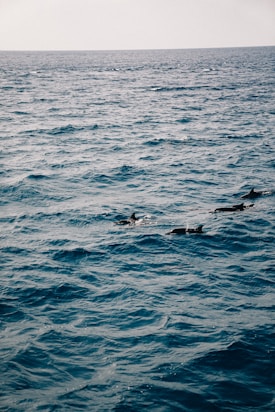 A serene ocean scene features several dolphins swimming through the waves. The water is a deep blue, with ripples and small waves creating texture on the surface. The sky is hazy and the horizon is visible in the distance.