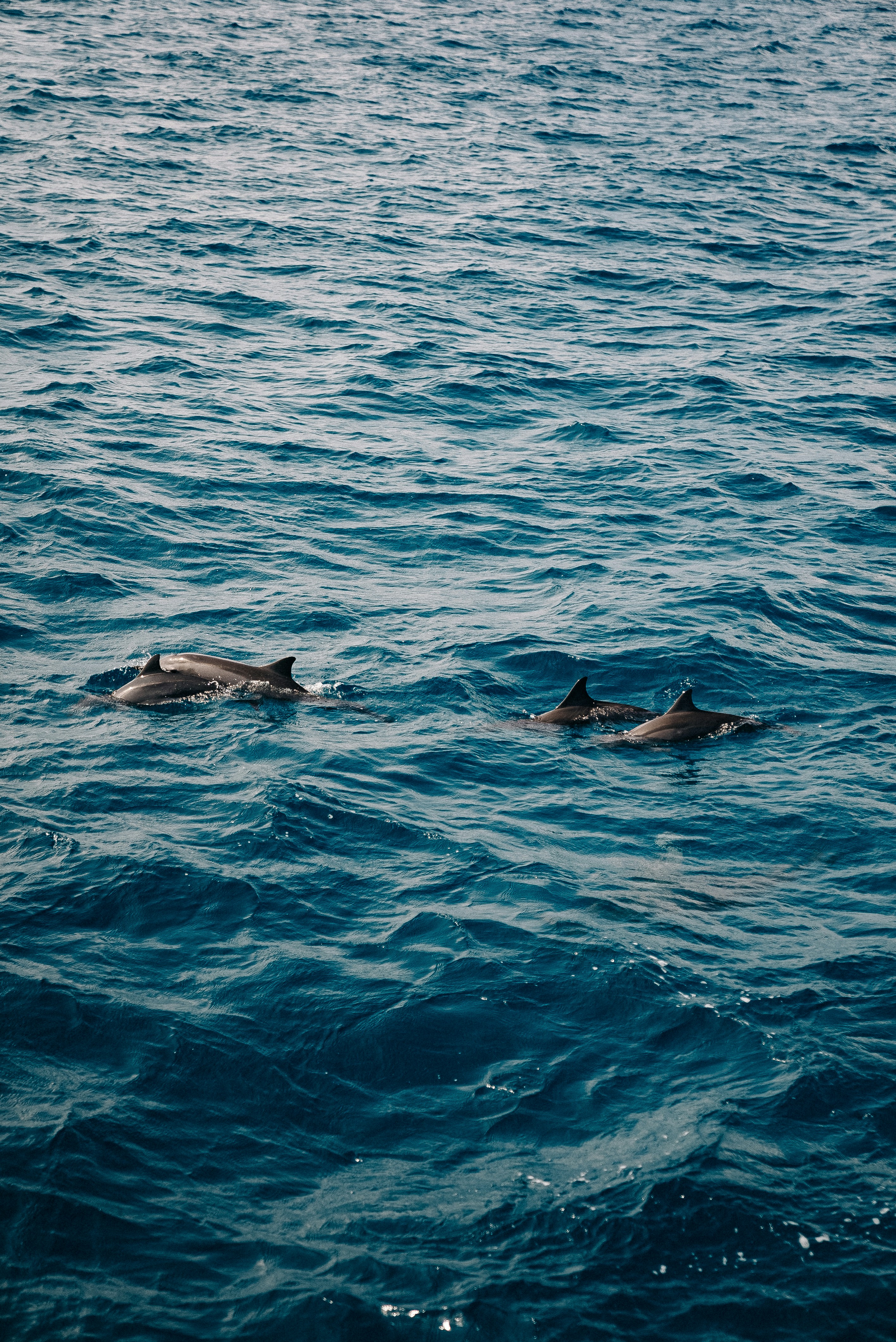 Photo by sergiujurca