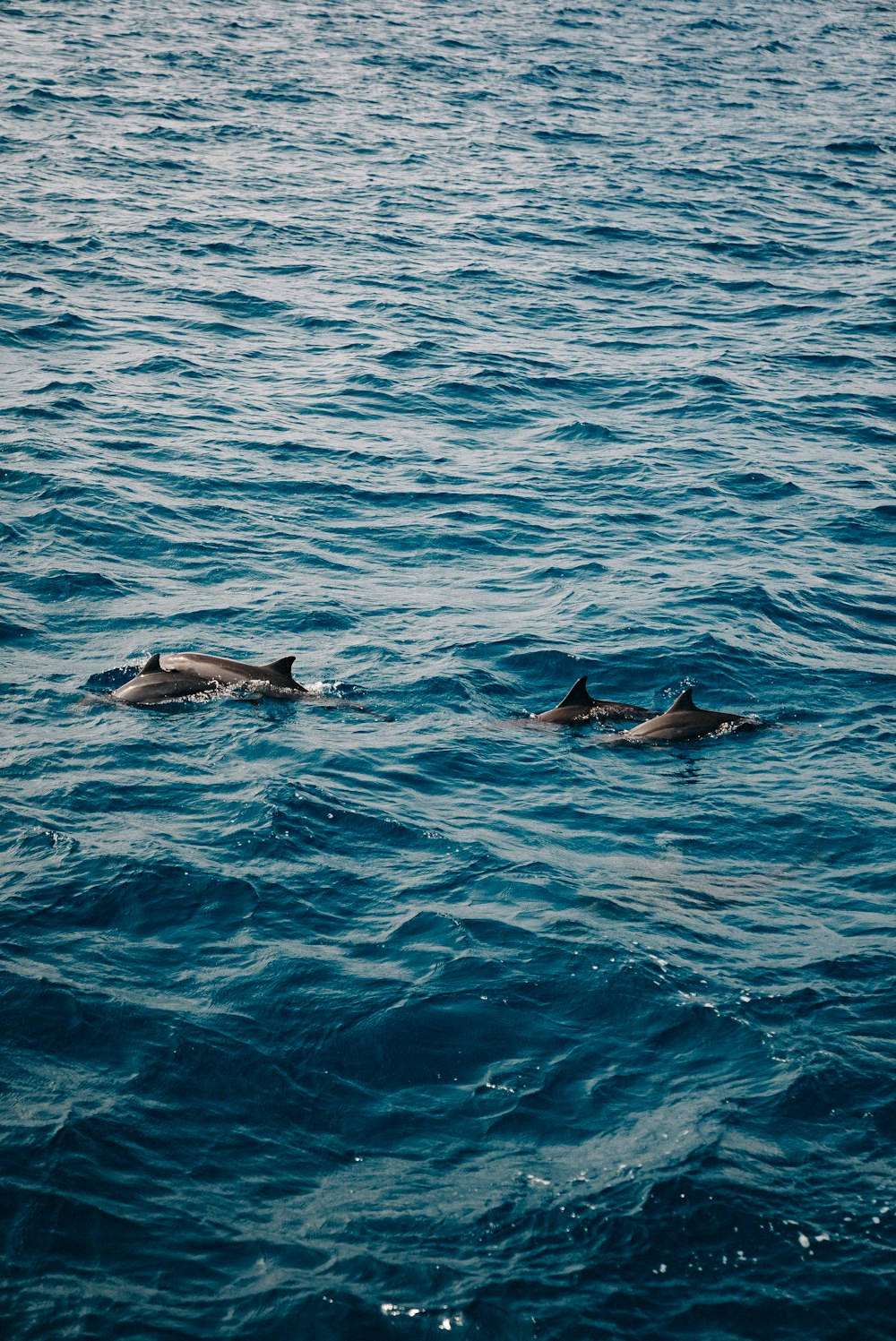 海を泳ぐイルカのグループ
