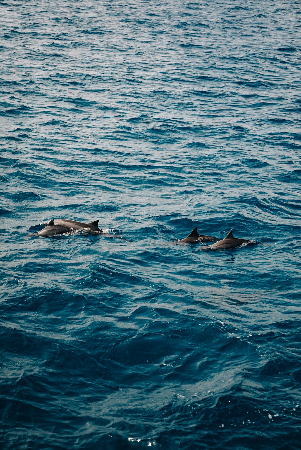 a group of dolphins swimming in the ocean