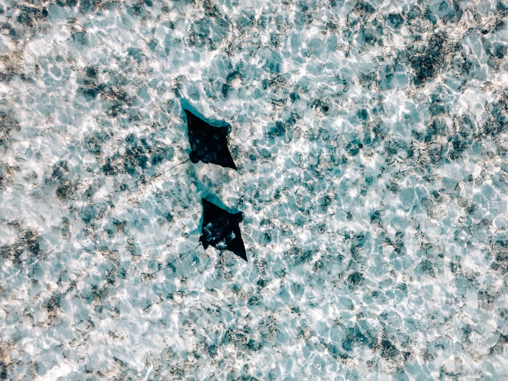 a couple of kites flying over a body of water