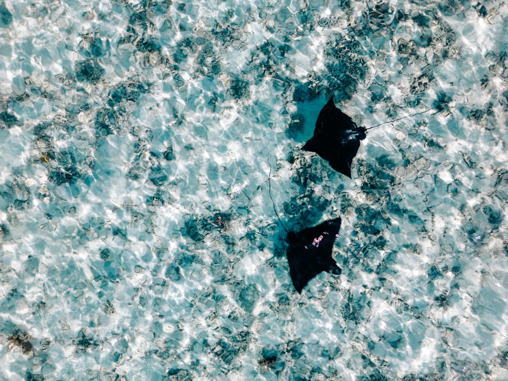 a couple of black birds floating on top of a body of water