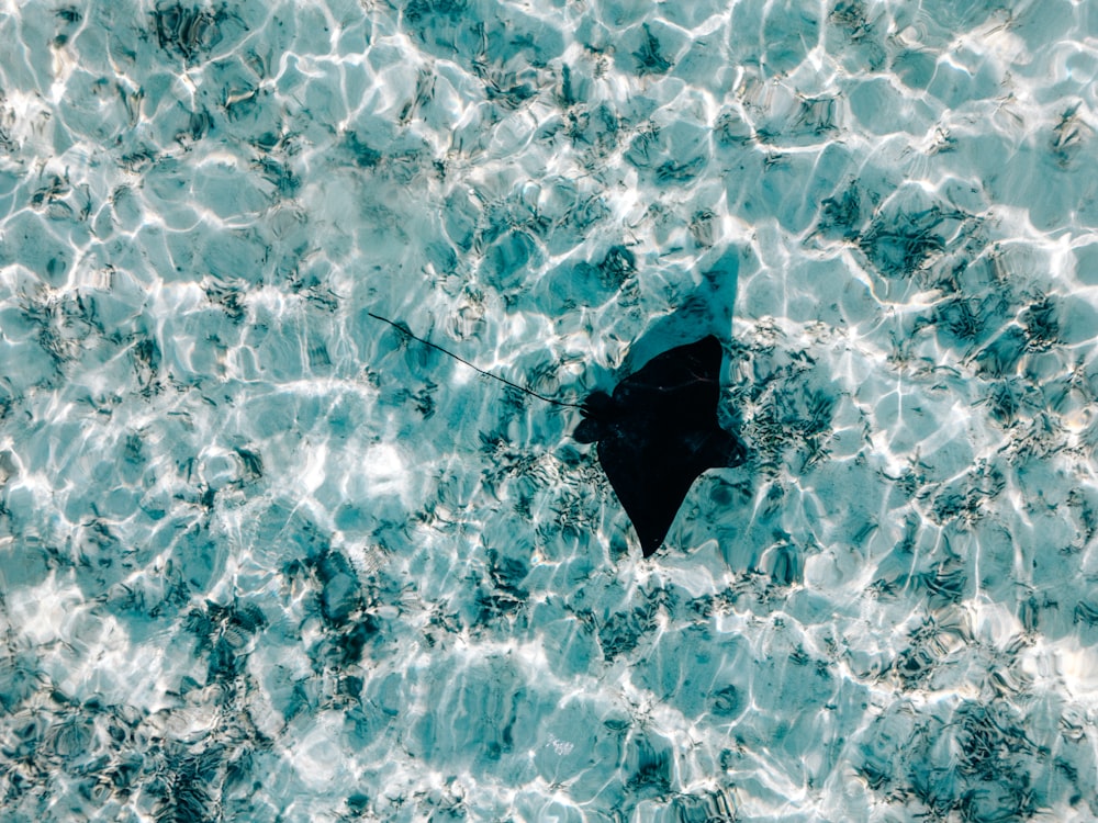 a black object floating on top of a body of water