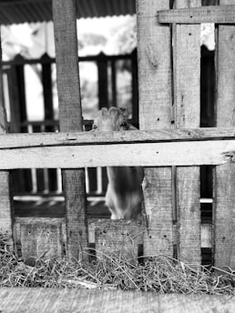 A goat peeks through the gaps of a wooden fence, with hay scattered at the base of the structure. The setting appears to be rural, with a barn-like atmosphere.