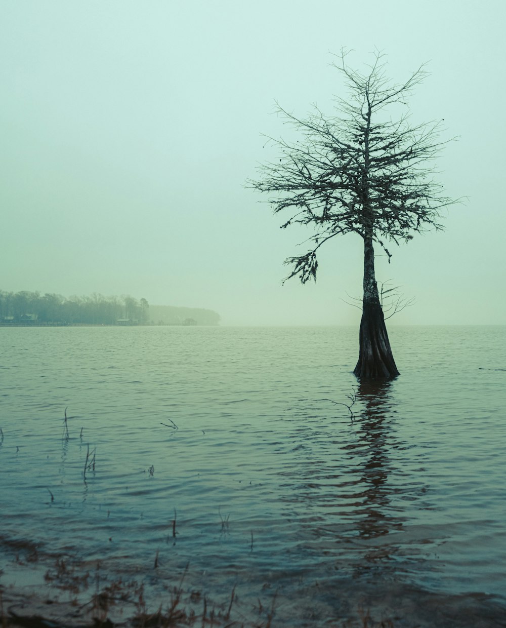 a lone tree in the middle of a body of water