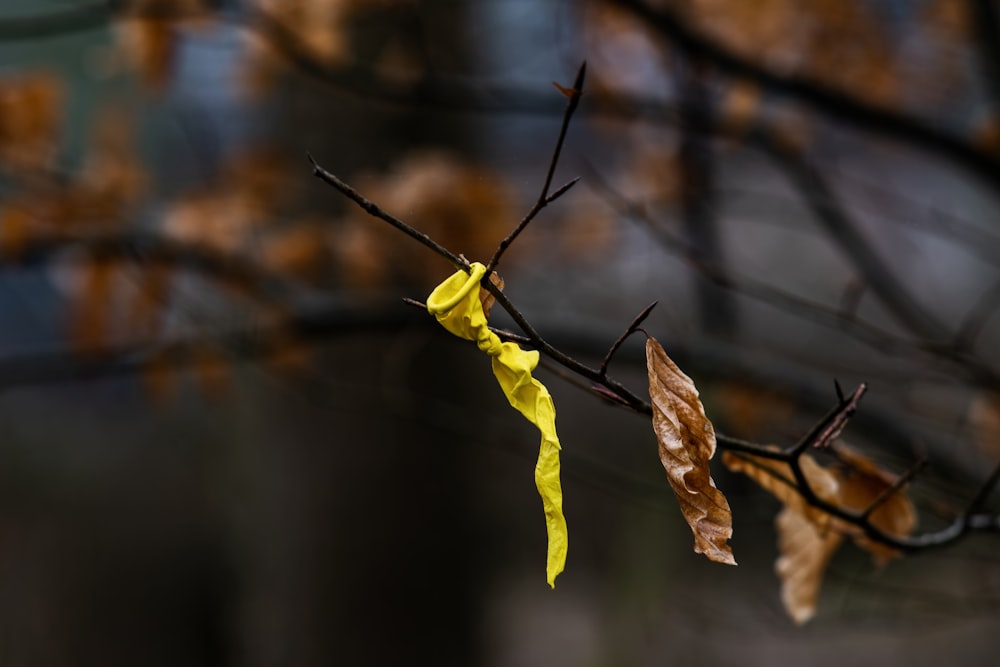 a branch with a yellow ribbon hanging from it
