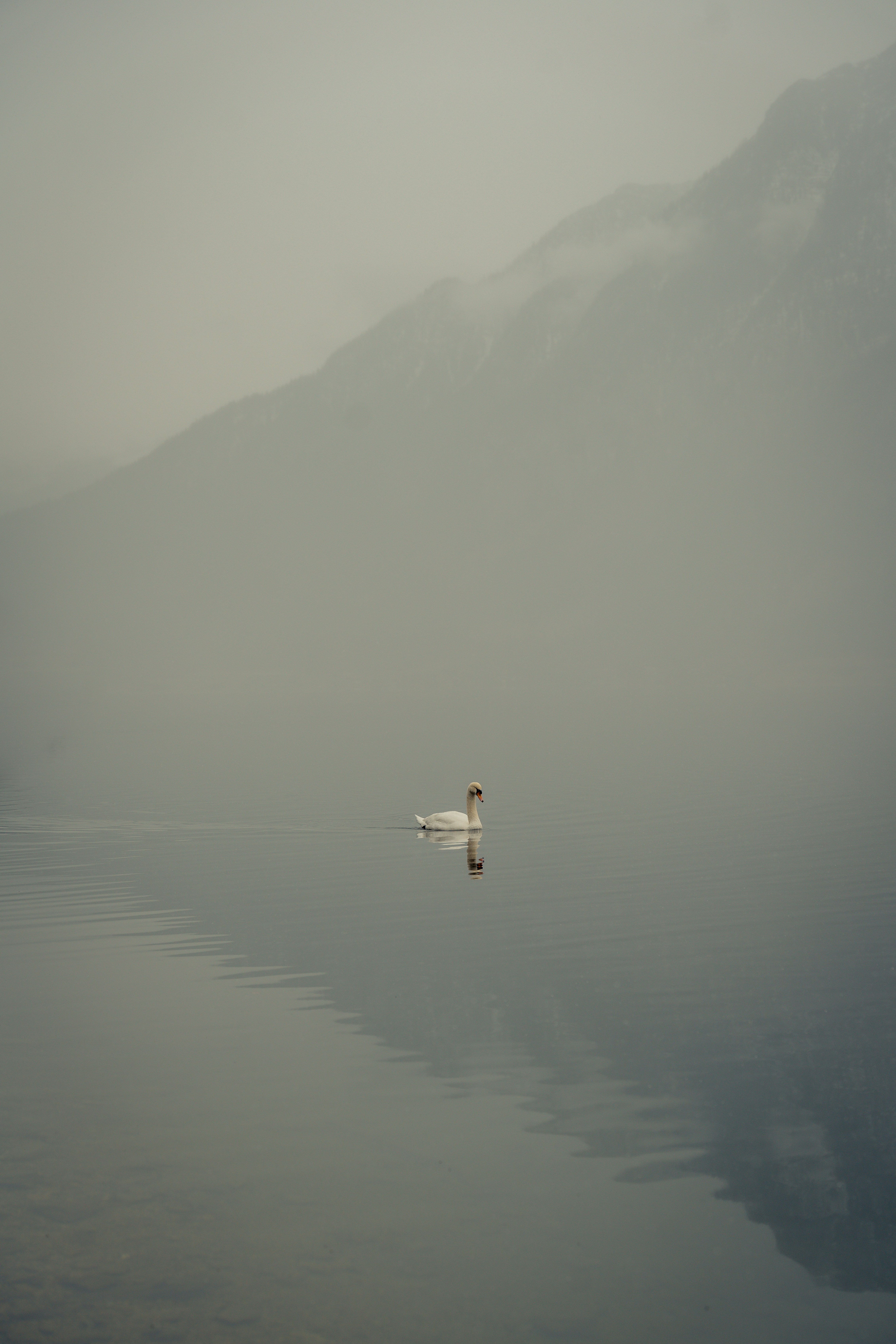 a white swan floating on top of a body of water