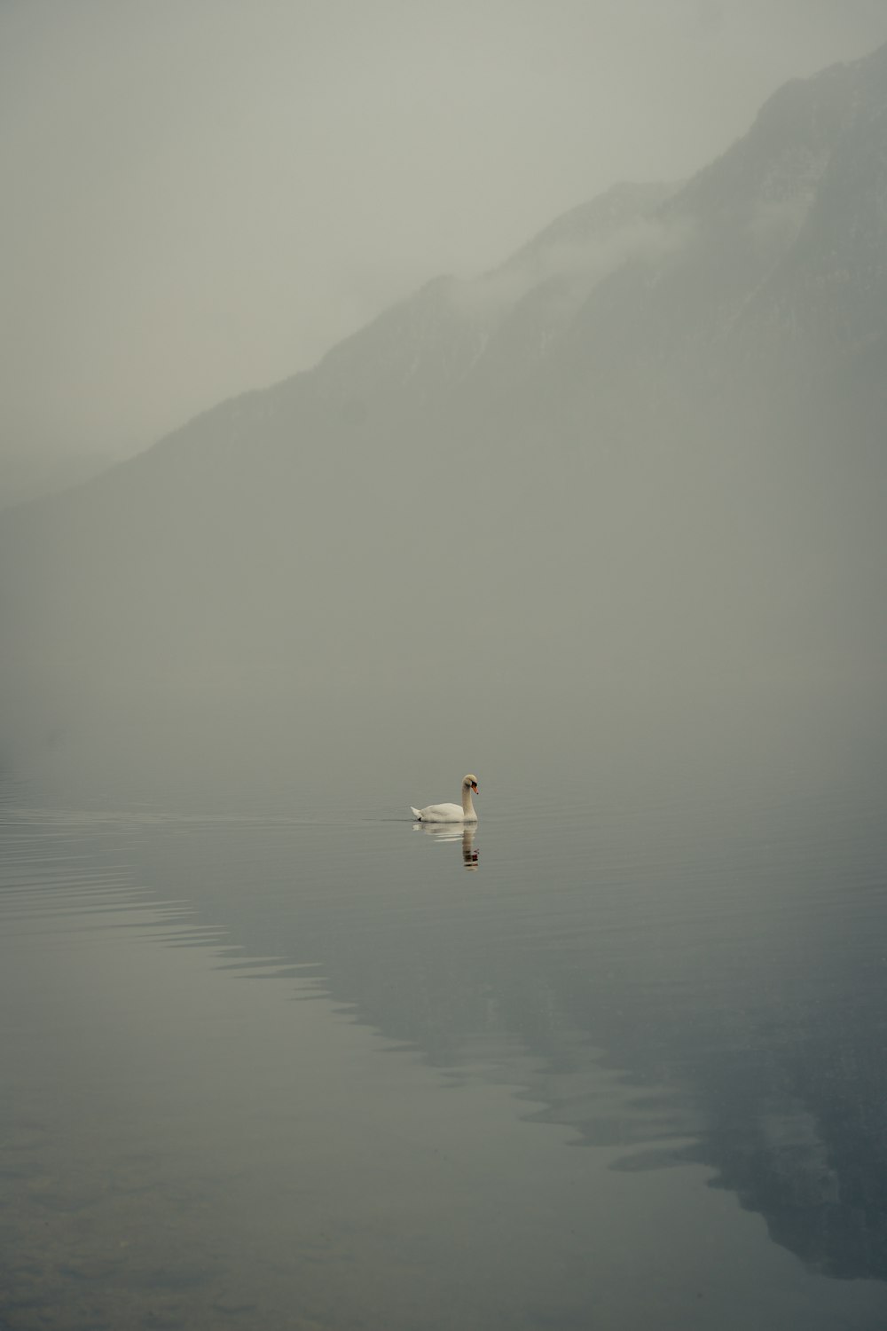 Ein weißer Schwan, der auf einem Gewässer schwimmt