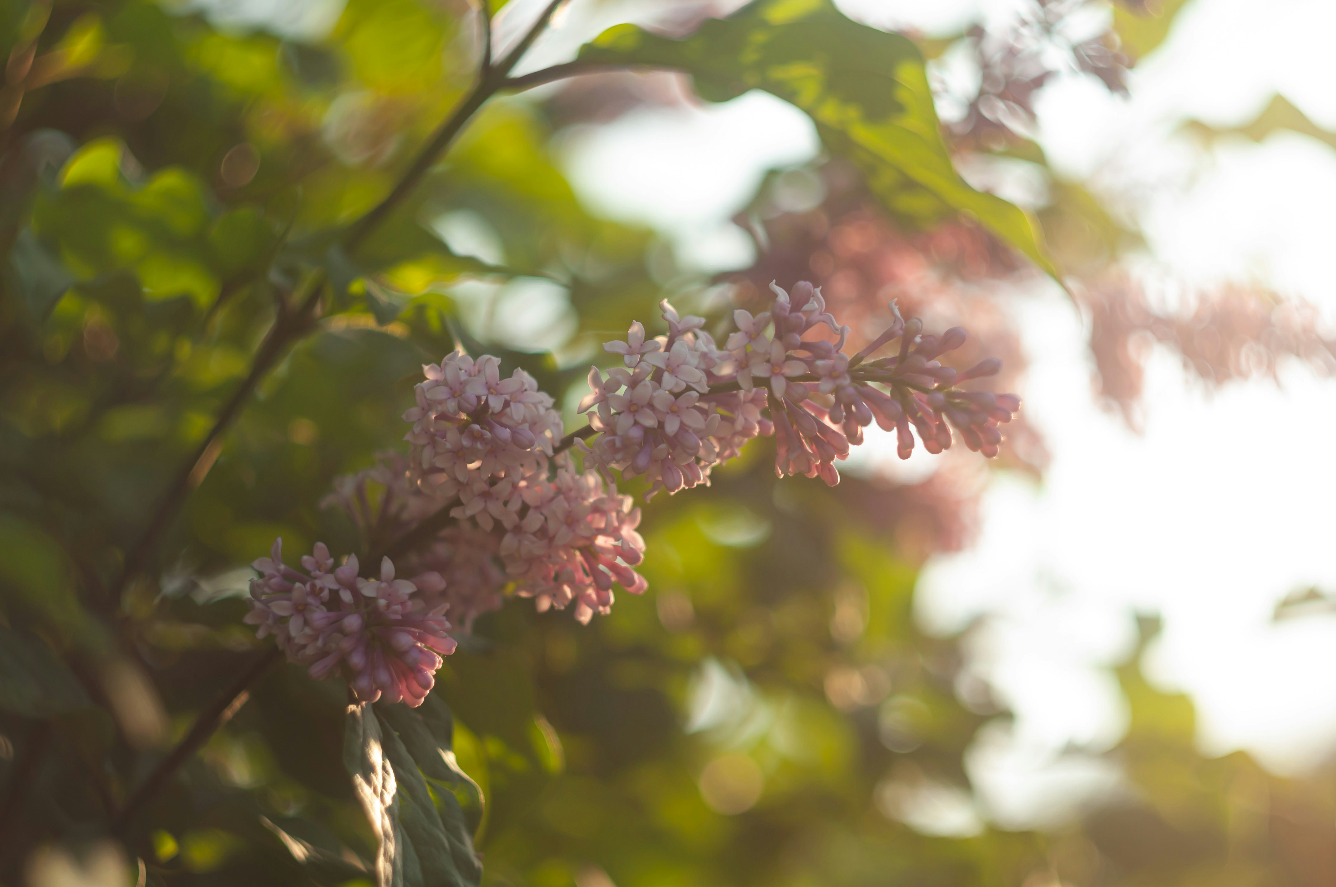 a close up of a flower on a tree