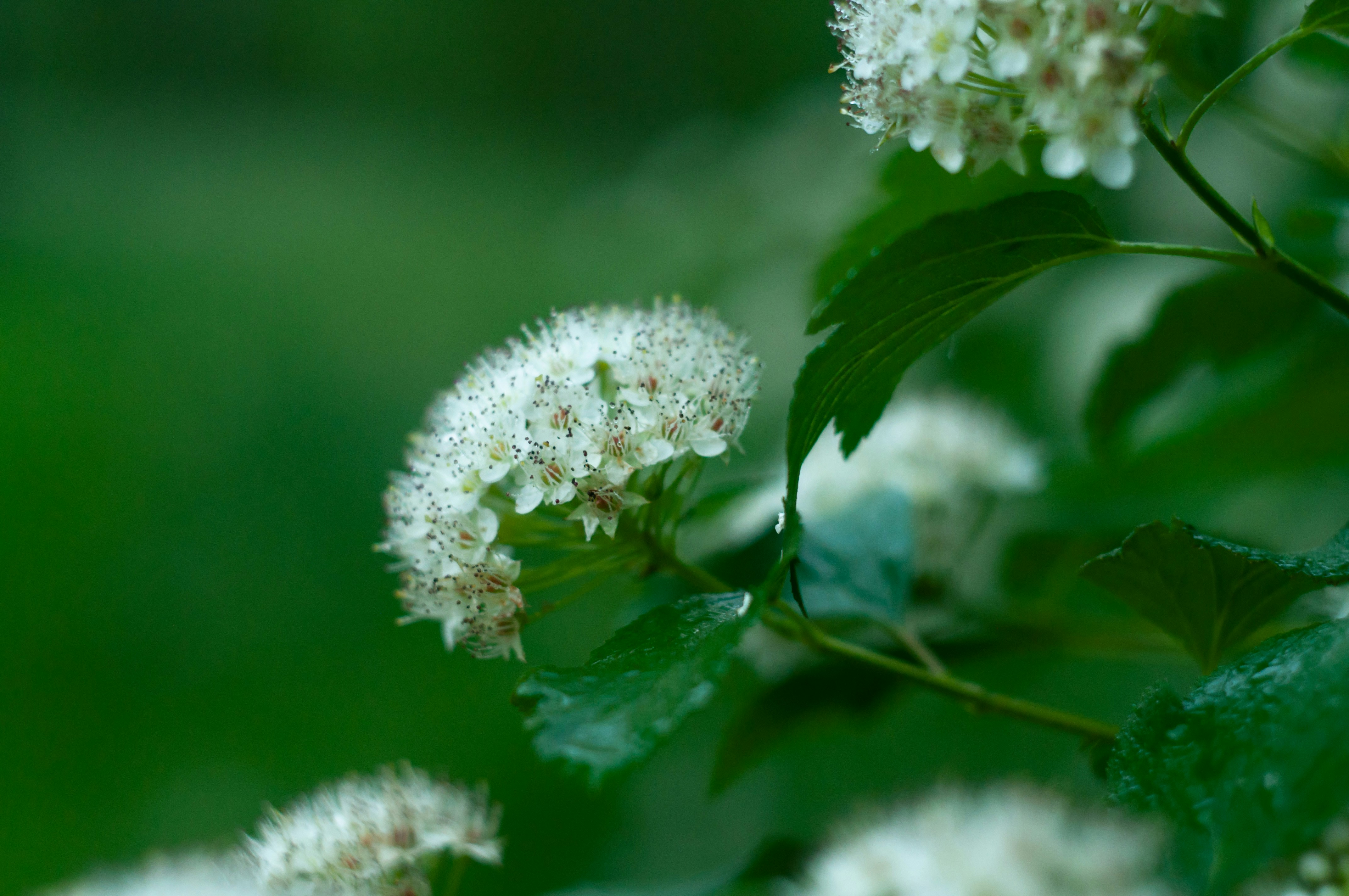 a bunch of white flowers with green leaves
