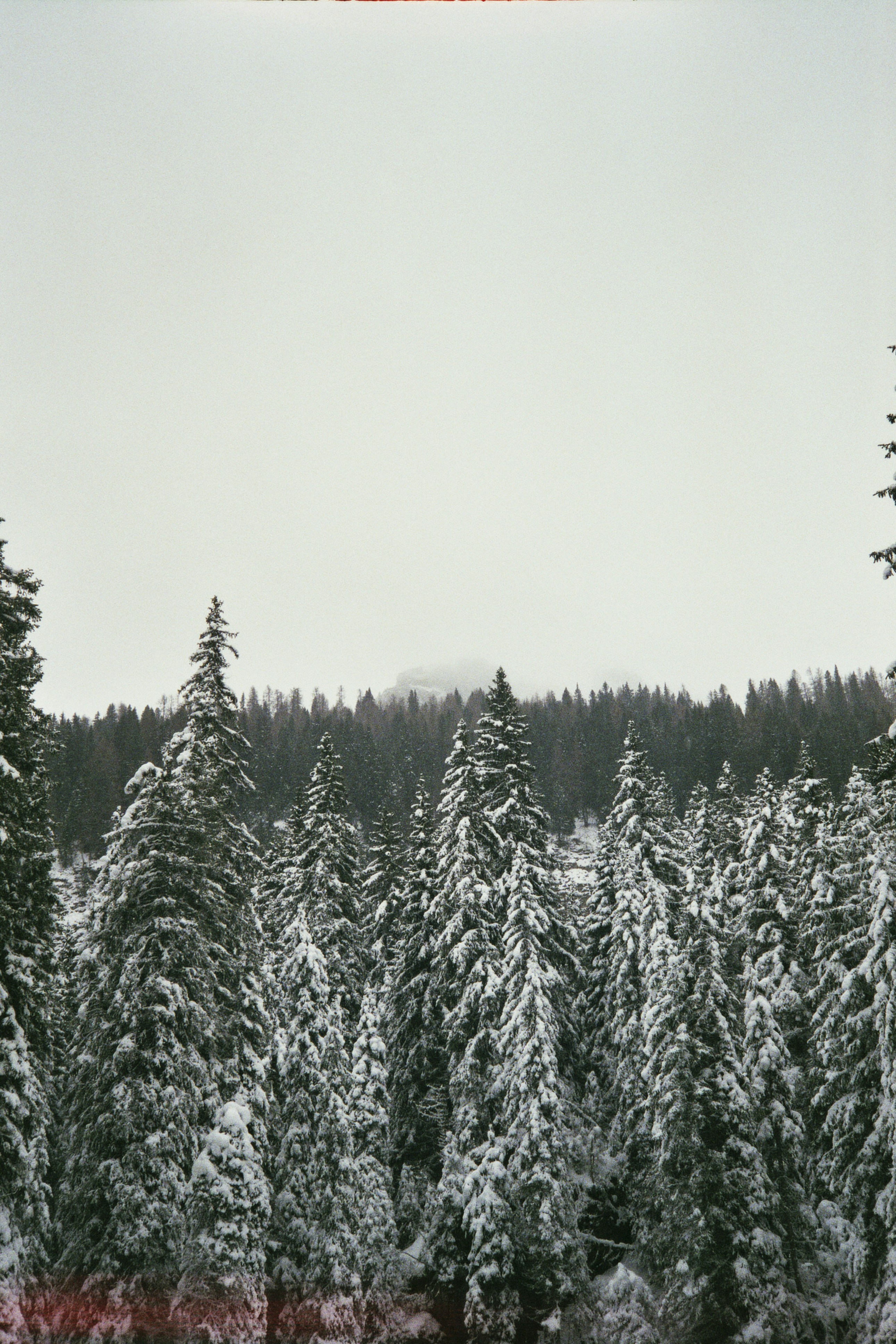 a group of pine trees covered in snow
