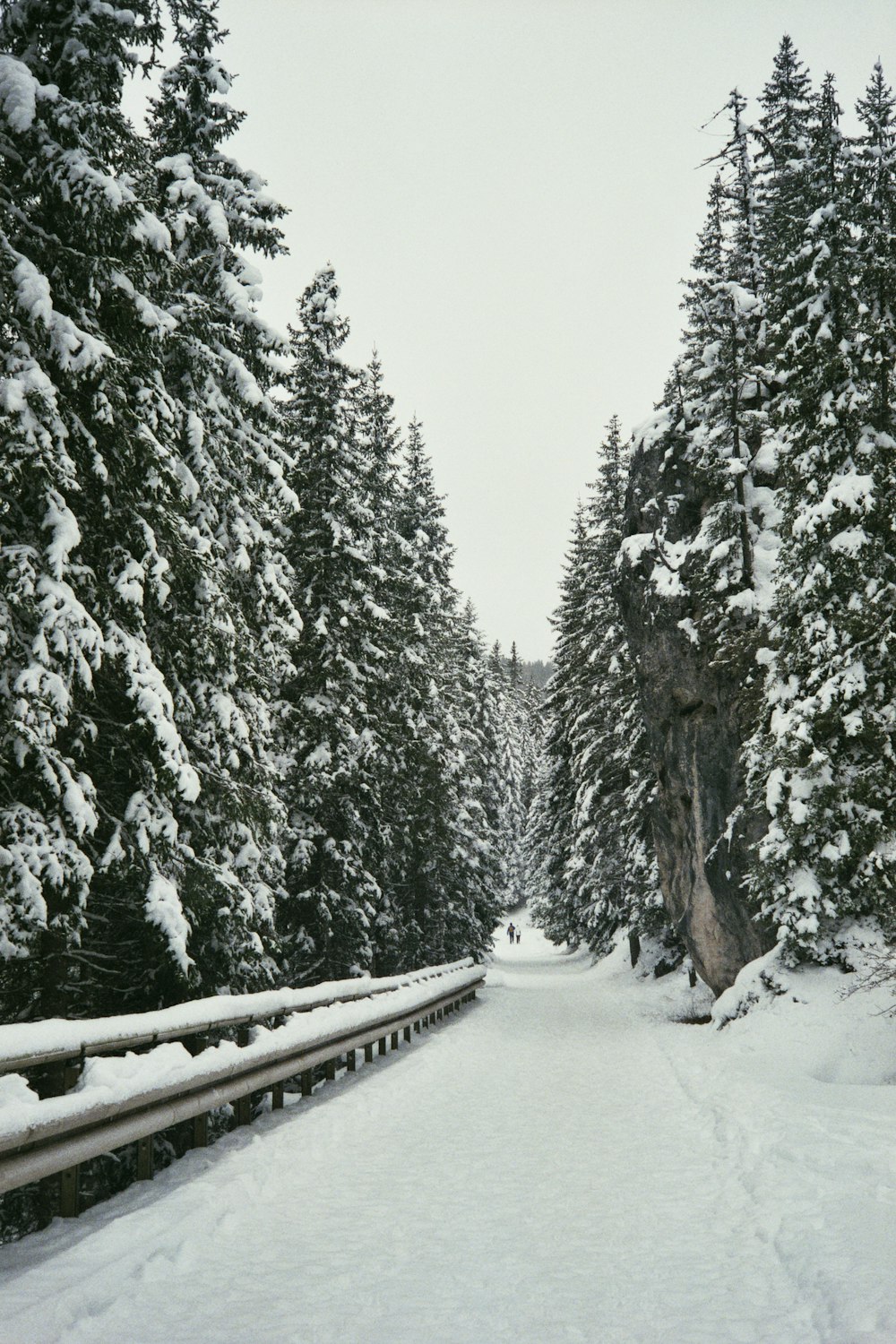 a snow covered road surrounded by pine trees