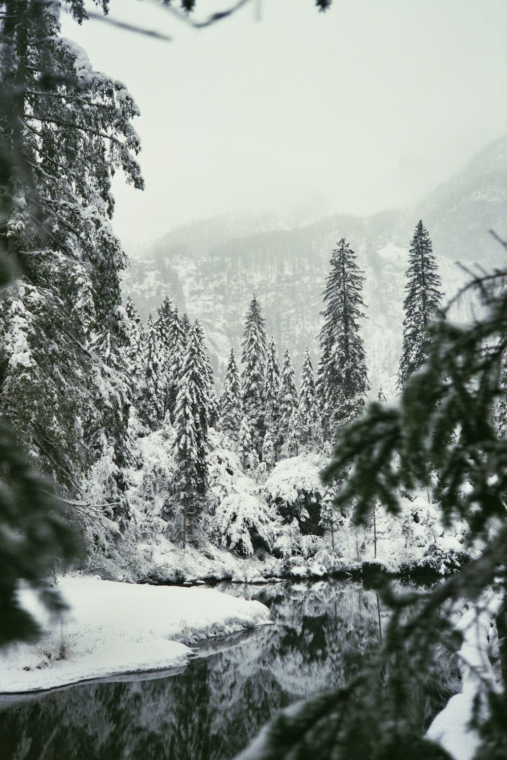 a river surrounded by trees covered in snow