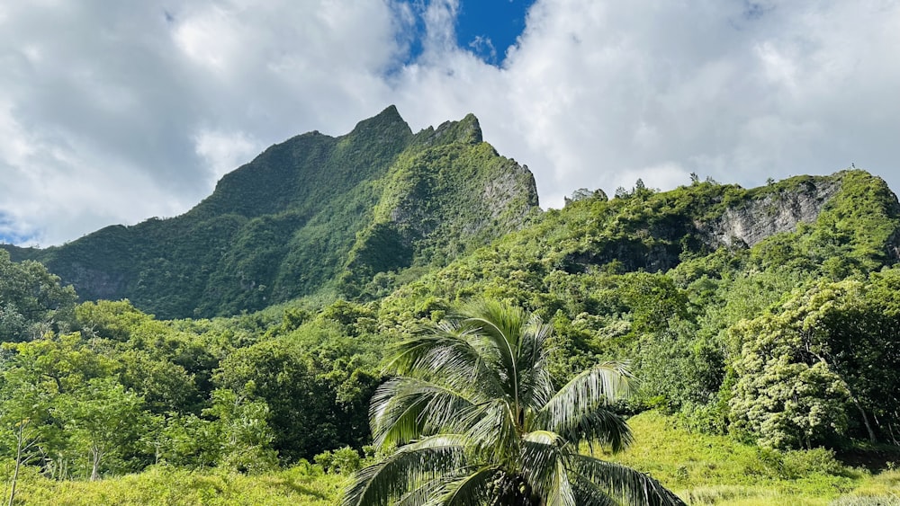 a palm tree in front of a mountain range