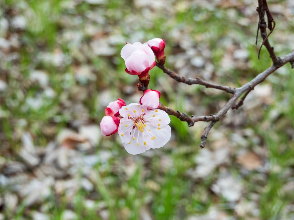 a branch with pink and white flowers on it
