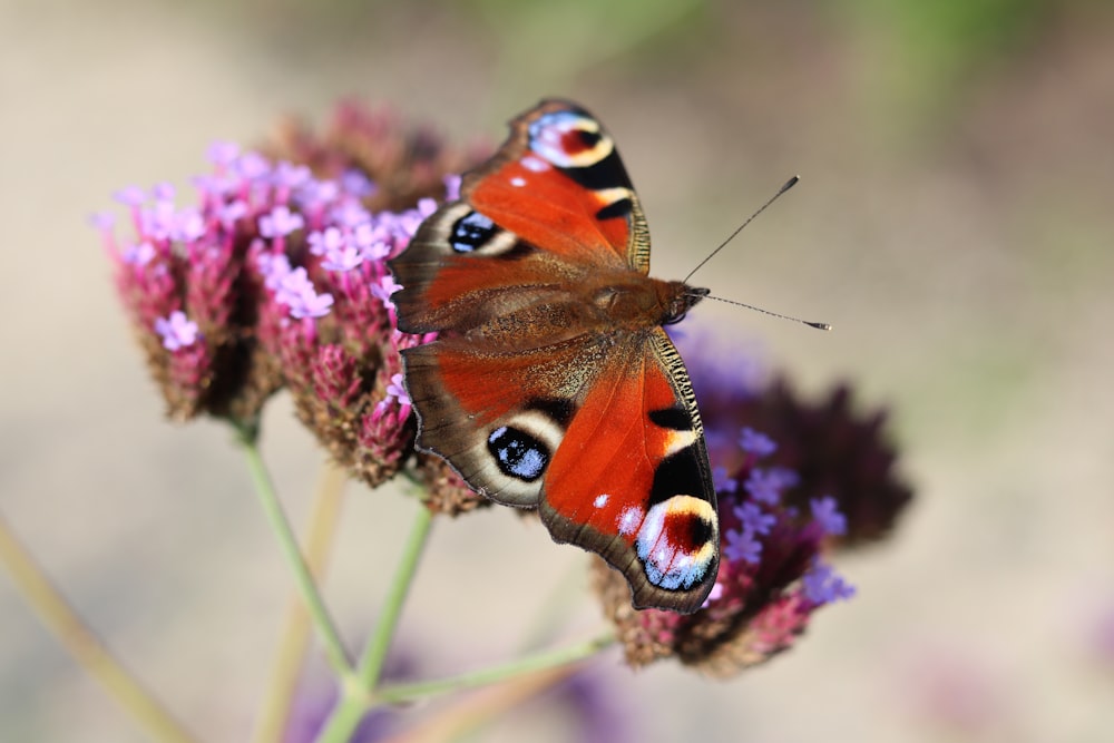 a close up of a butterfly on a flower