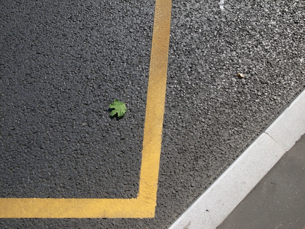 a small green leaf on the pavement of a parking lot