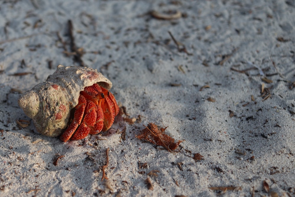 a crab that is sitting in the sand