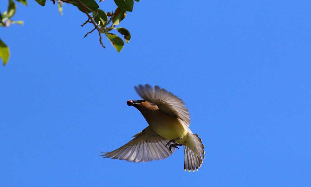 a bird flying in the air with its wings spread