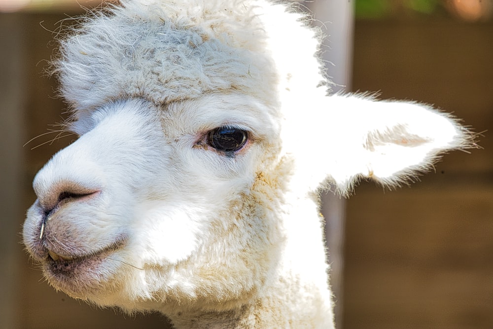 a close up of a sheep with a blurry background