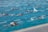 Several swimmers are actively participating in a race, each occupying a separate lane in a large outdoor swimming pool. The water is clear and blue, creating ripples as the swimmers move forward with vigorous strokes.
