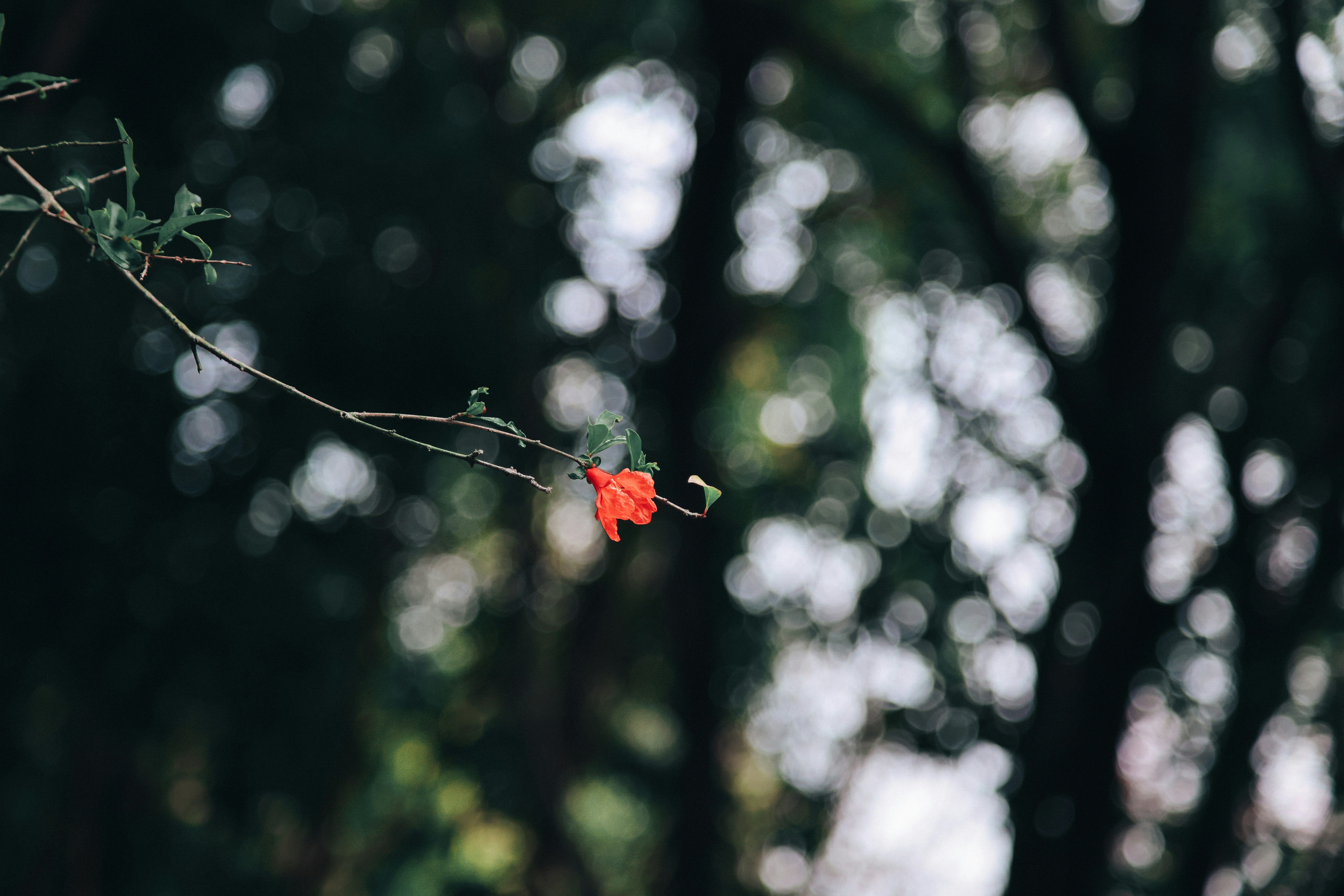 Photo by dickenslin76