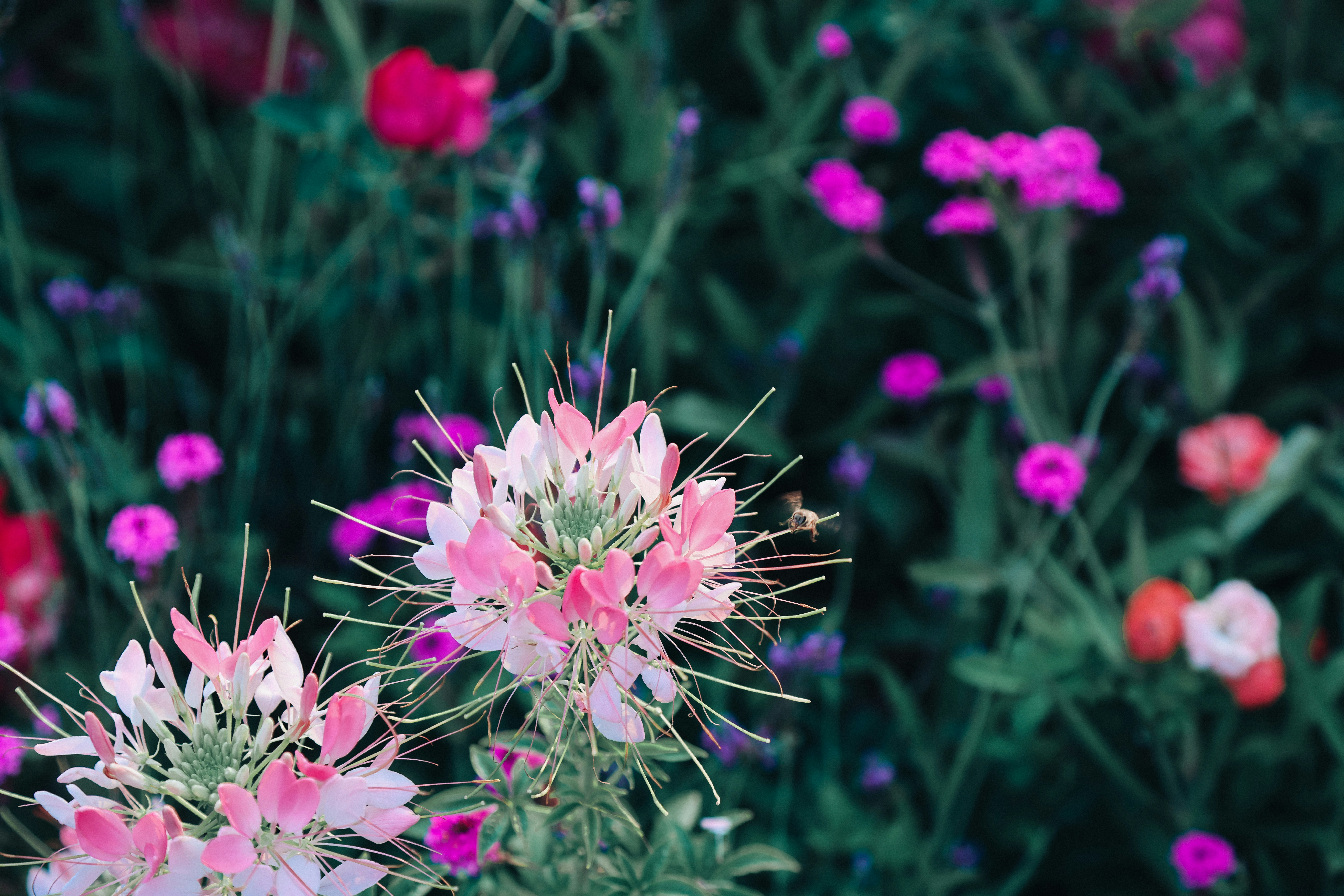 Photo by dickenslin76