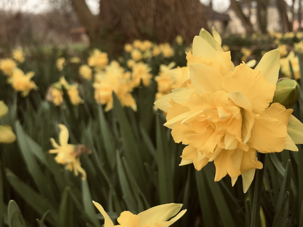 a field full of yellow flowers next to a tree