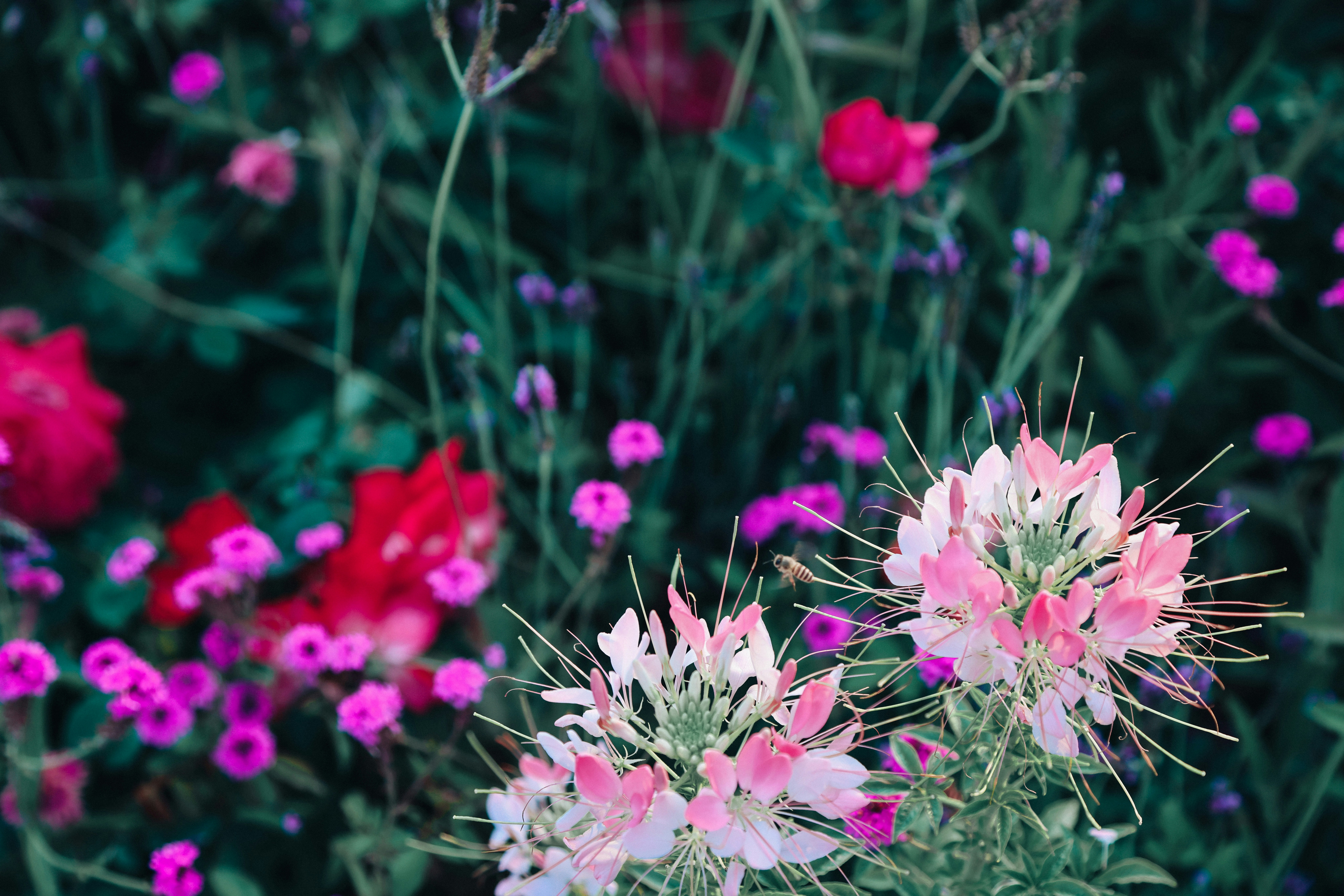 Photo by dickenslin76