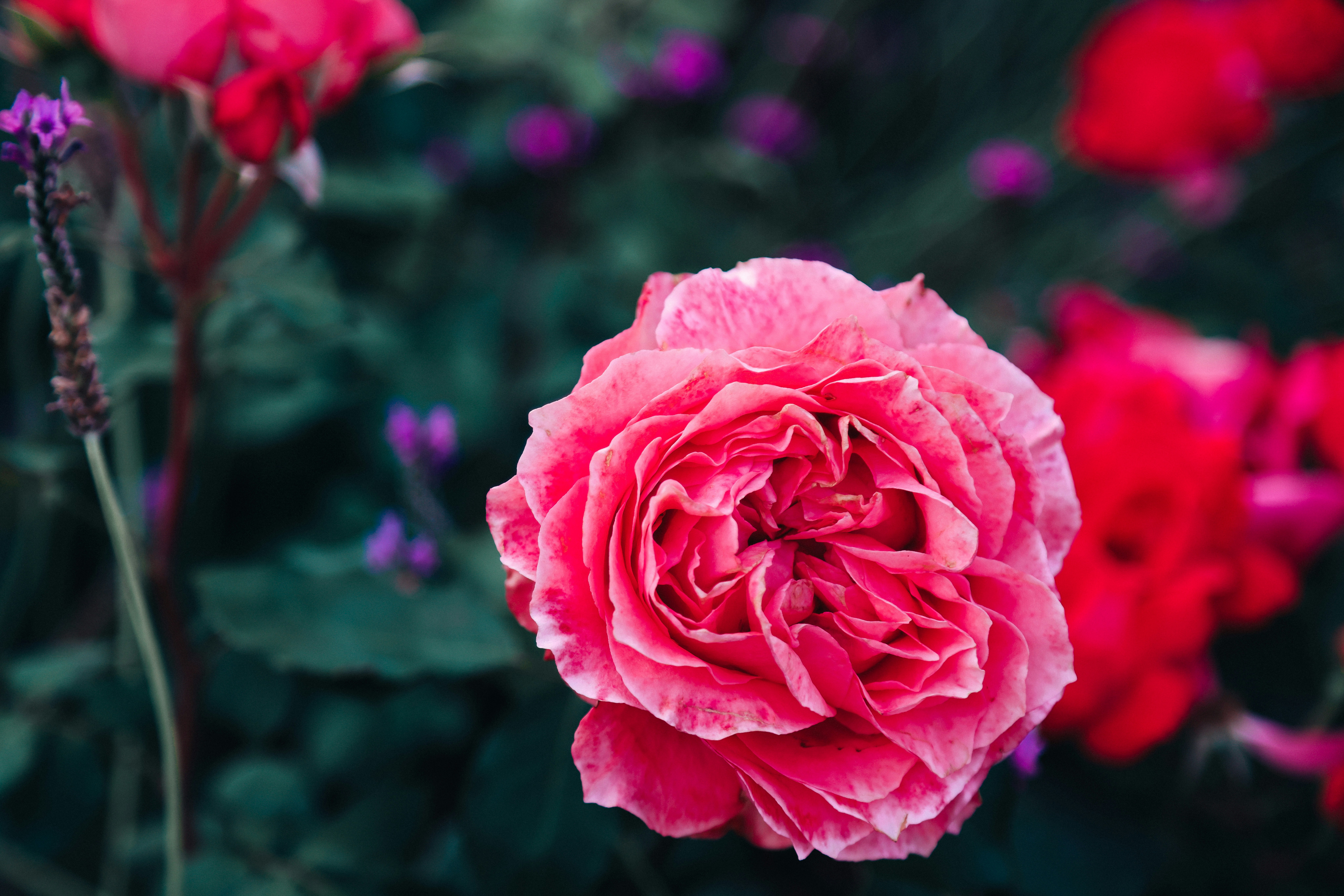 Photo by dickenslin76