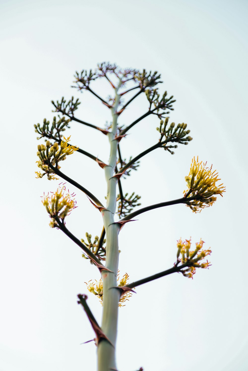 a close up of a plant with yellow flowers