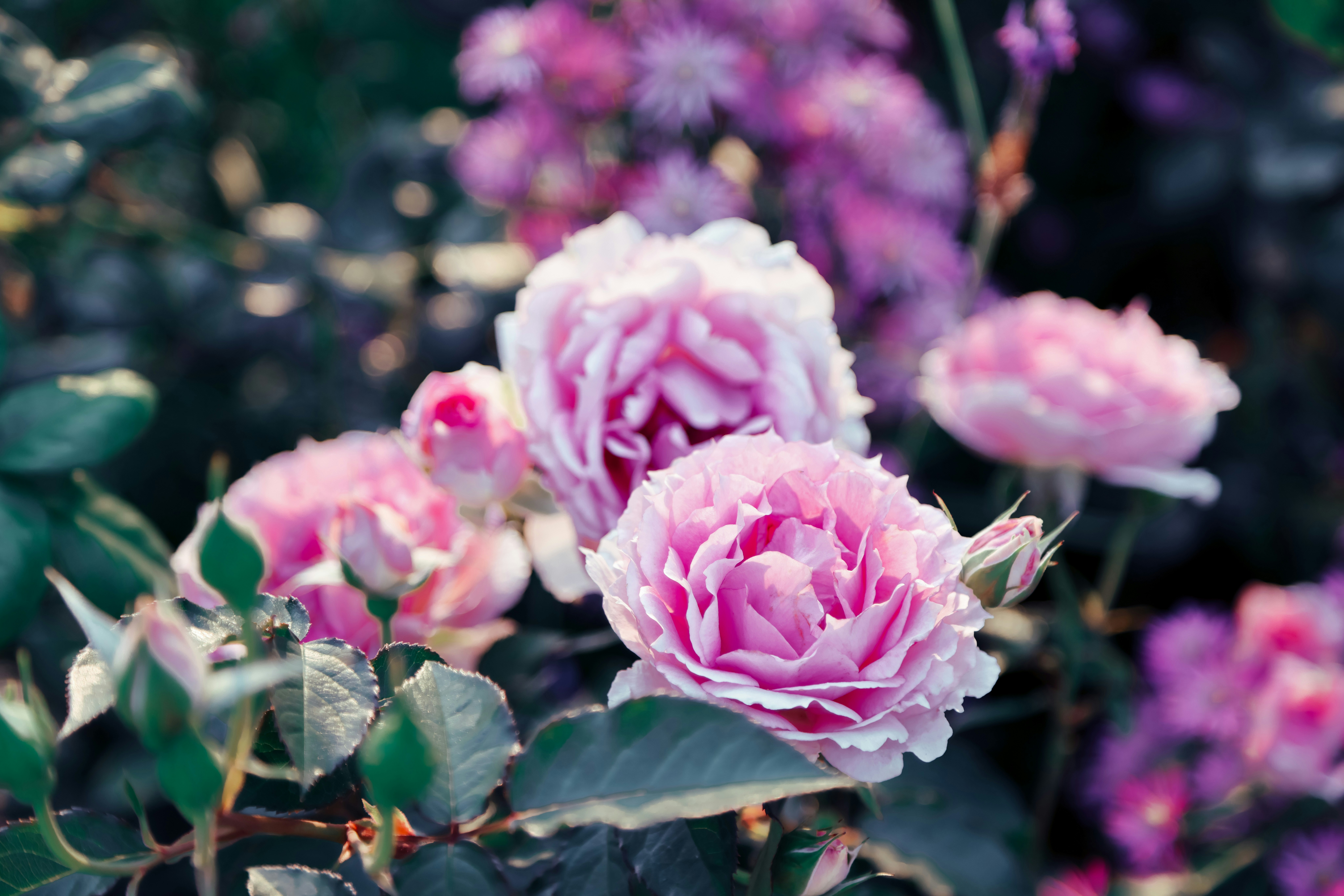 Photo by dickenslin76