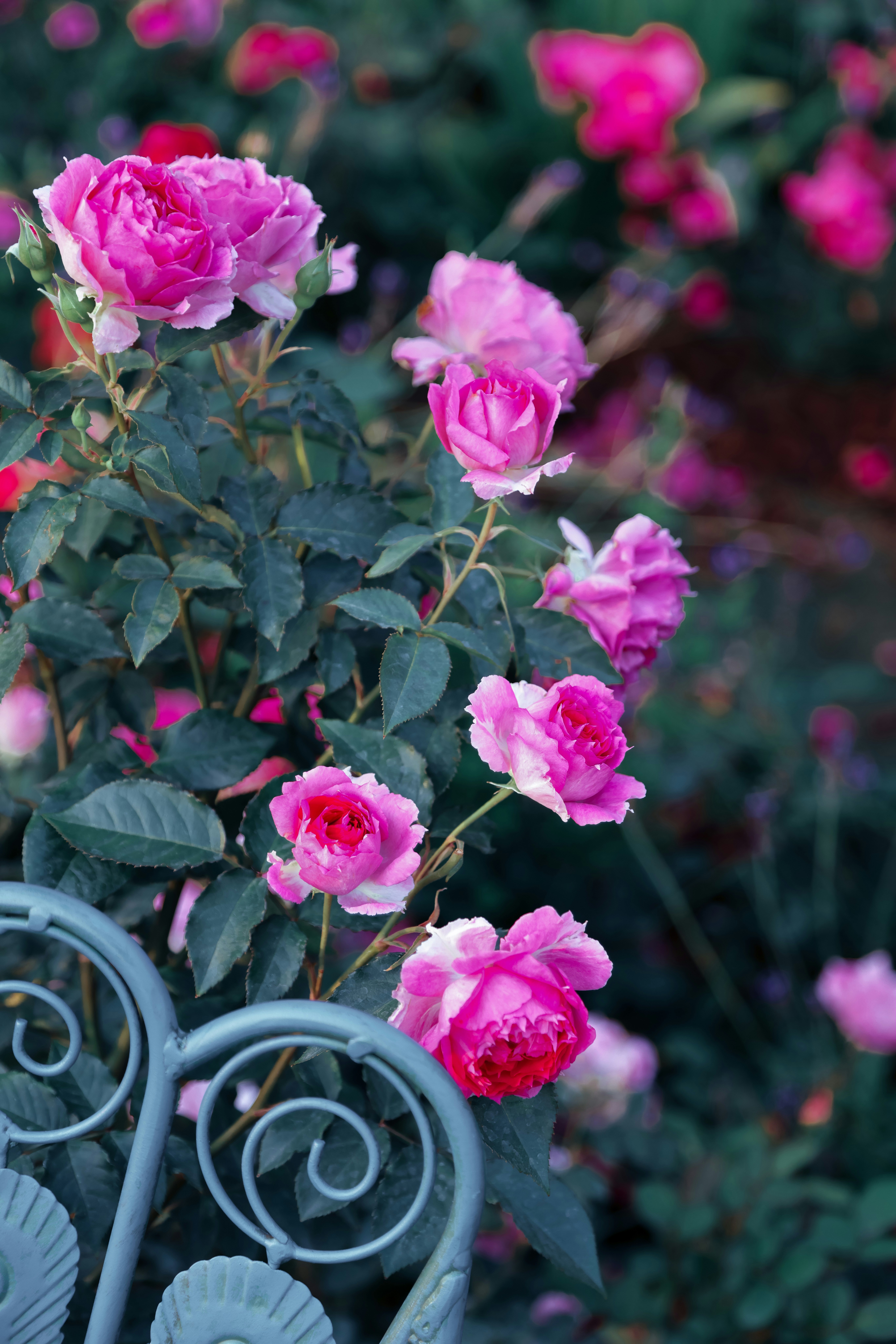 Photo by dickenslin76