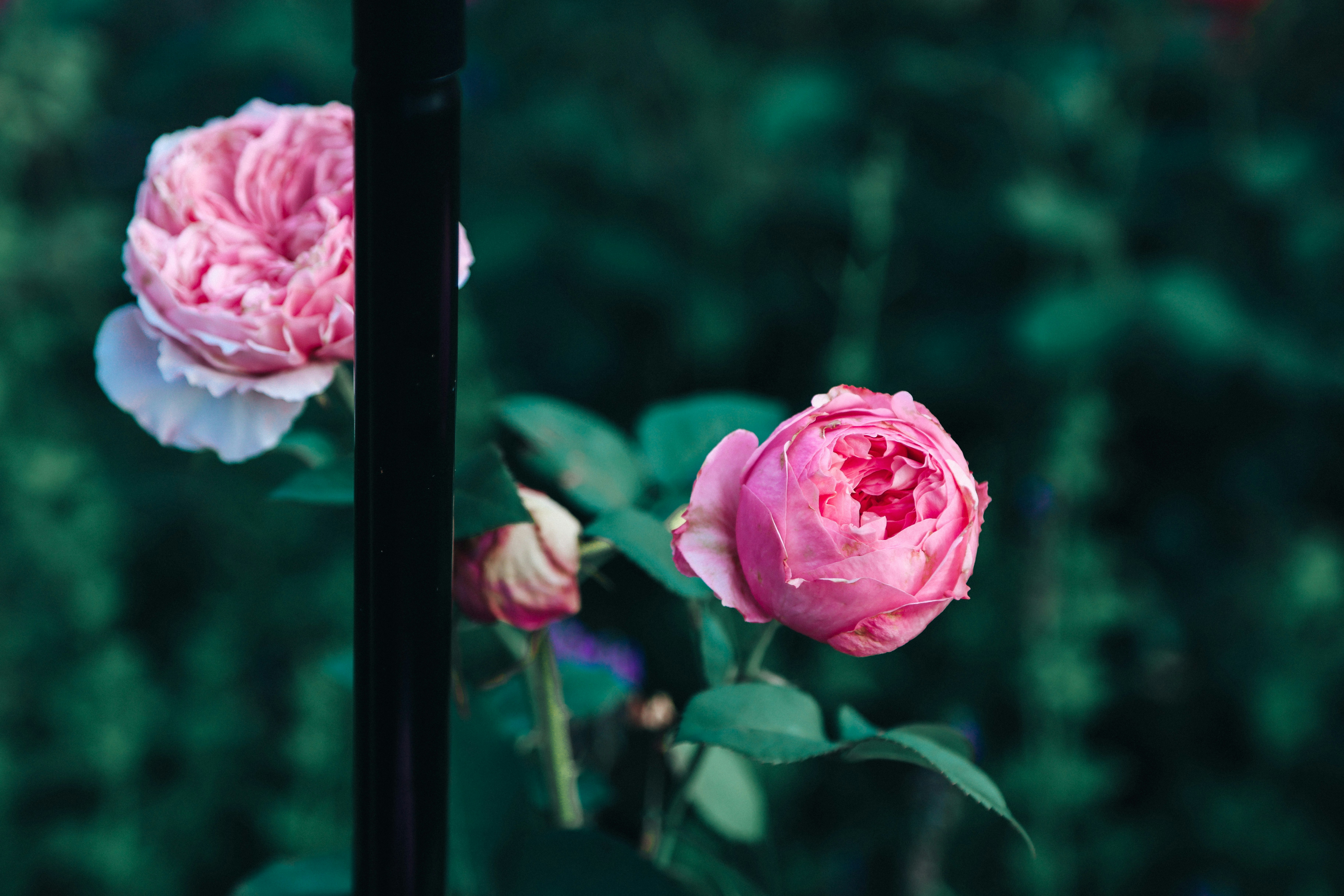 Photo by dickenslin76