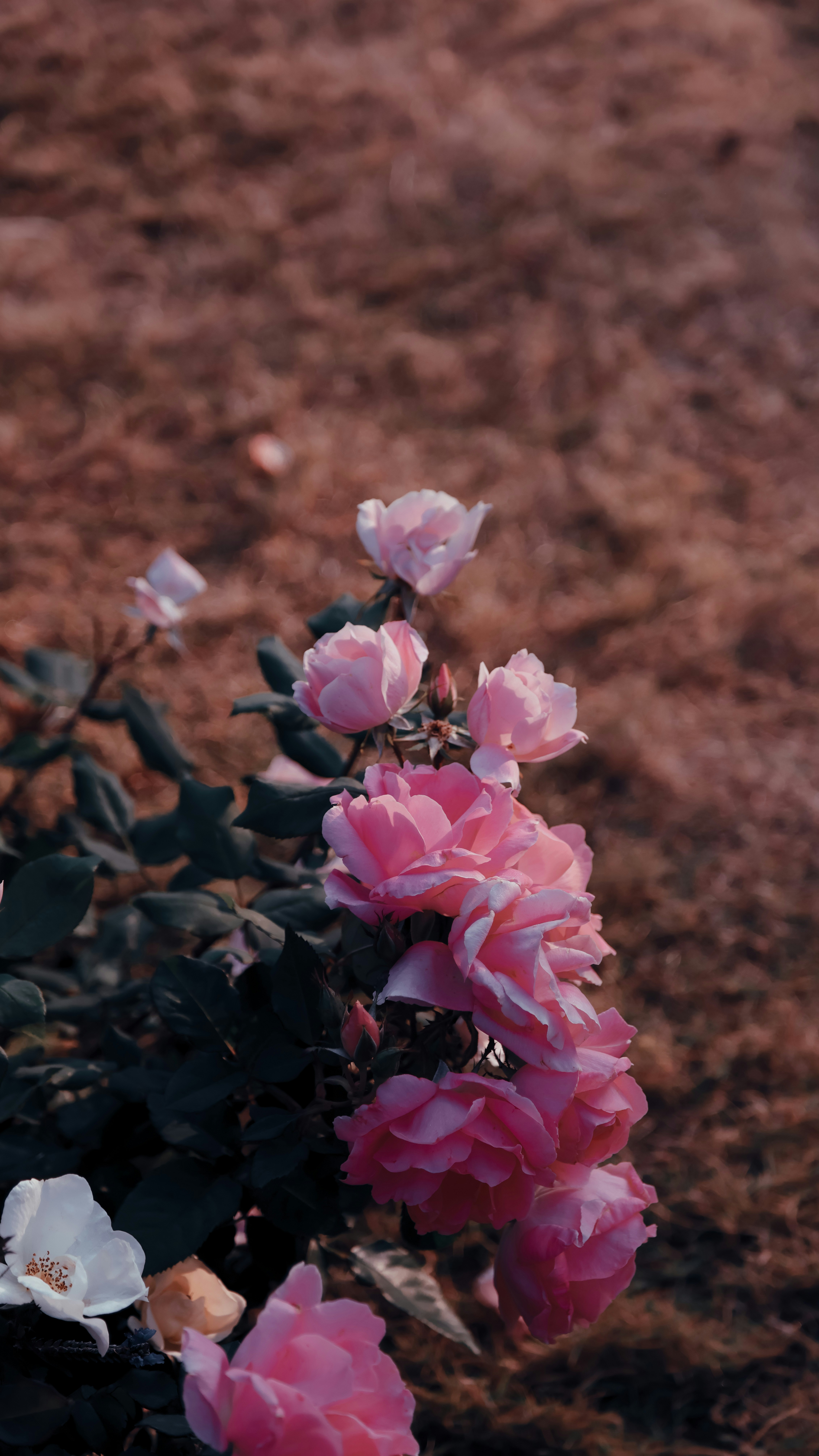 Photo by dickenslin76