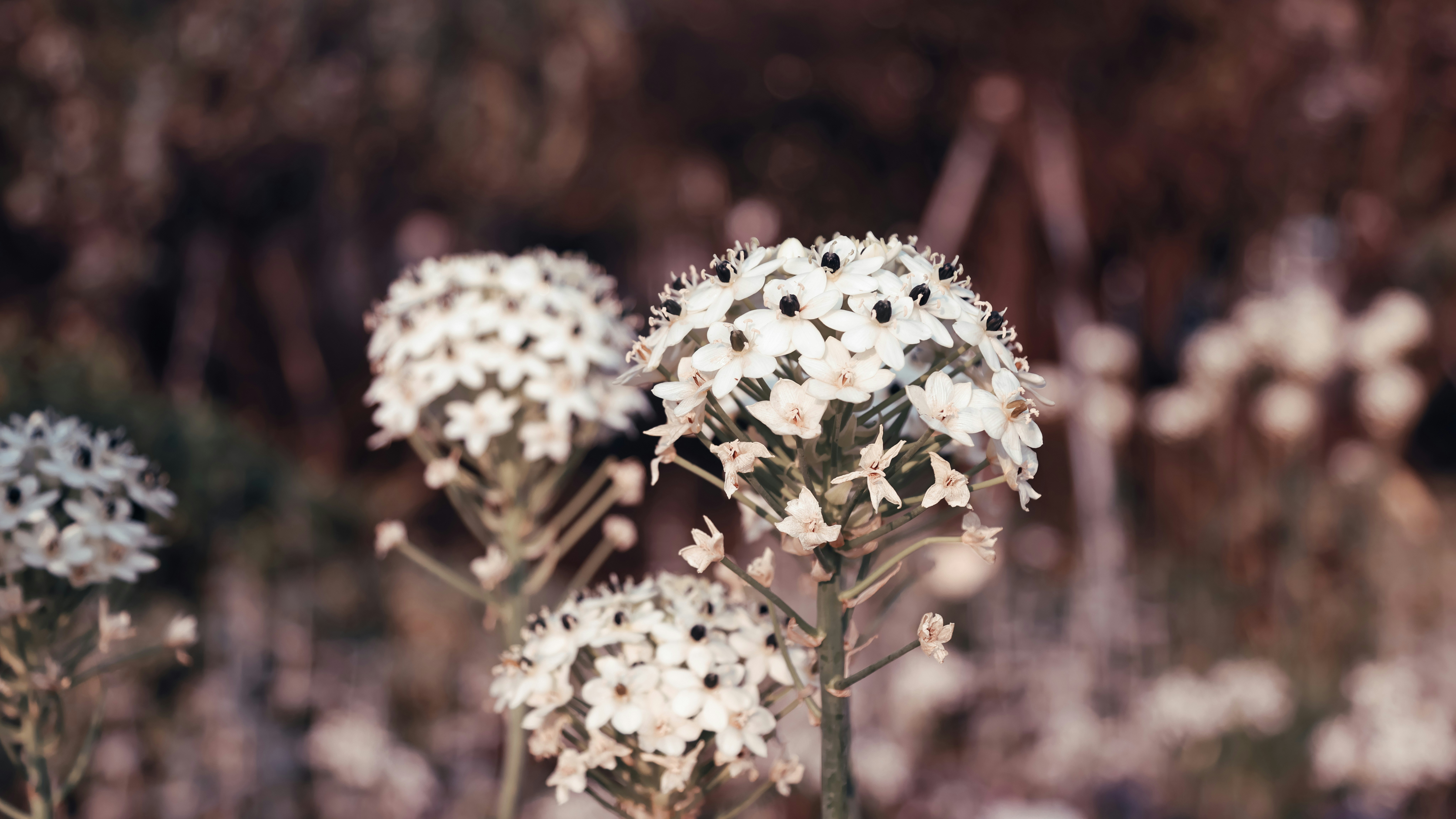 Photo by dickenslin76