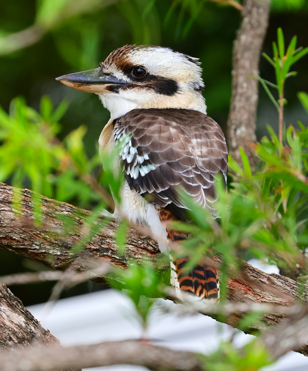 a small bird perched on a tree branch