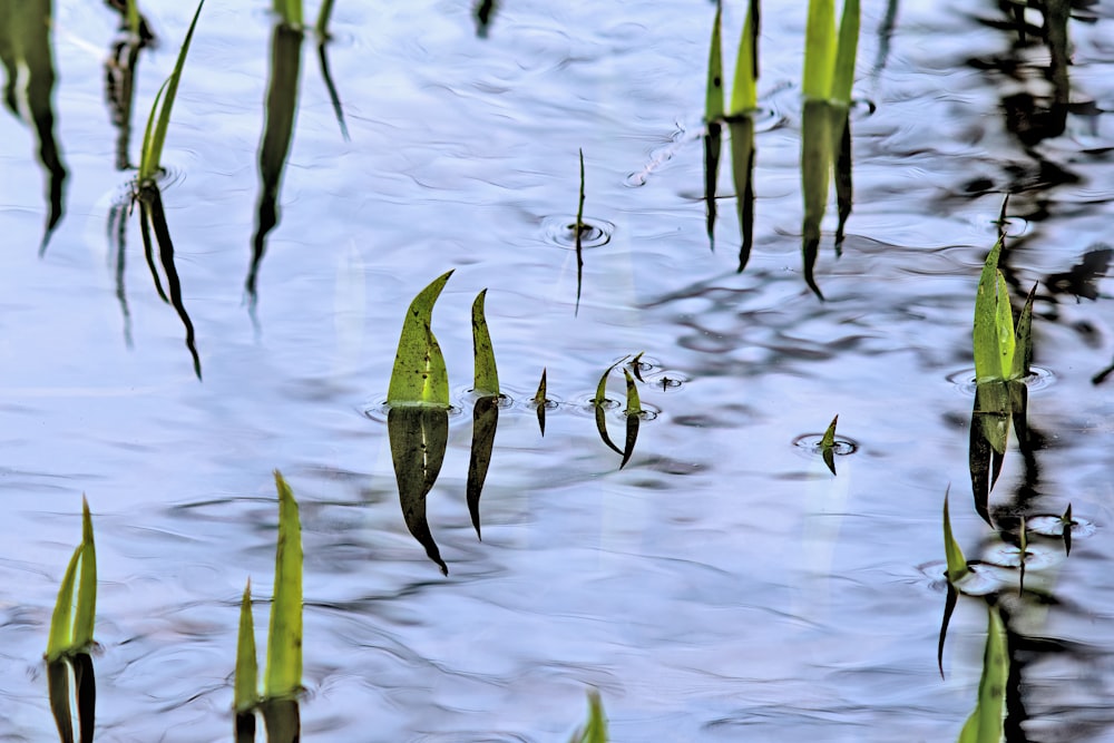 a group of plants floating on top of a body of water