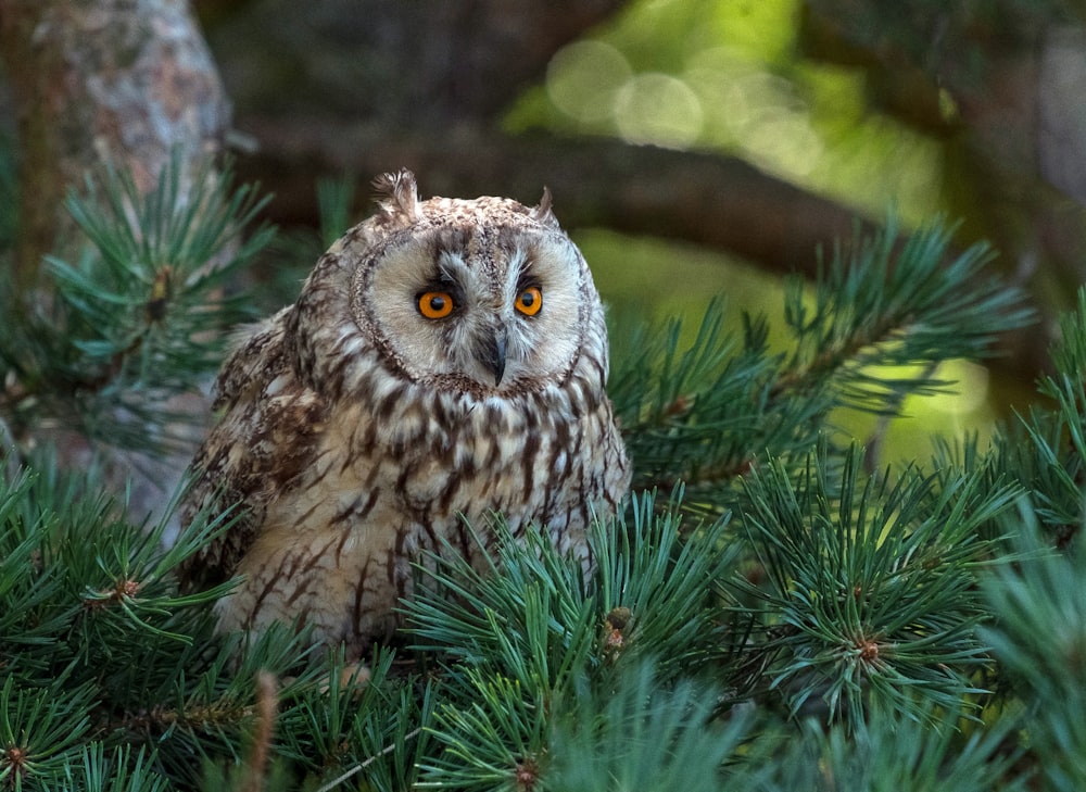 an owl is sitting in a pine tree