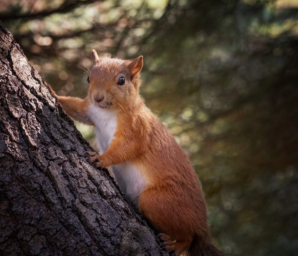 a squirrel is standing on the side of a tree