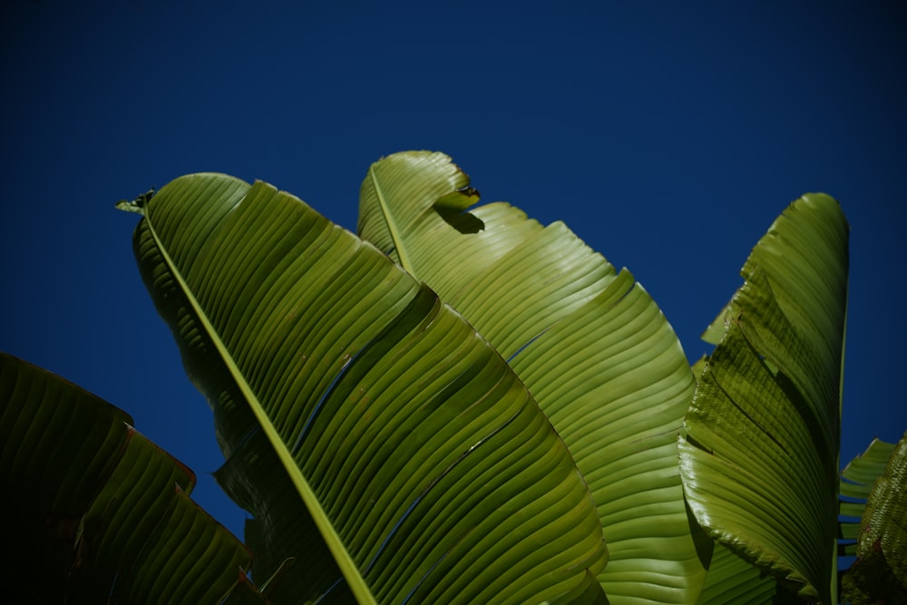 a large green leaf with a blue sky in the background