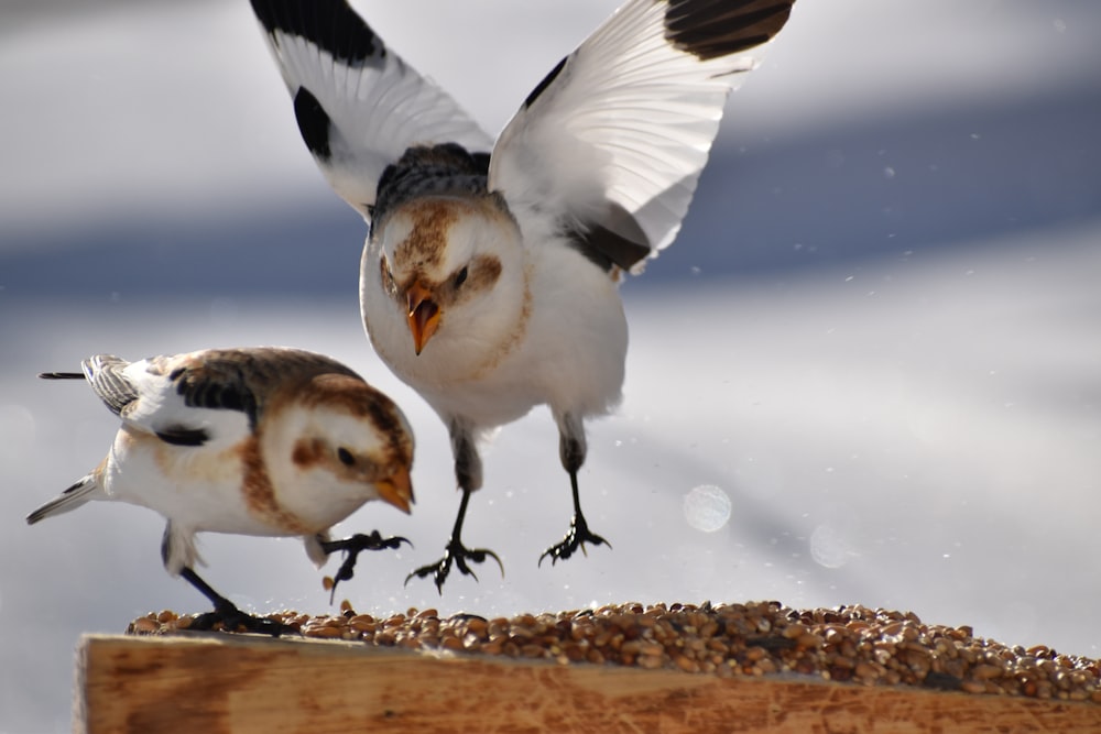 a couple of birds standing on top of a bird feeder