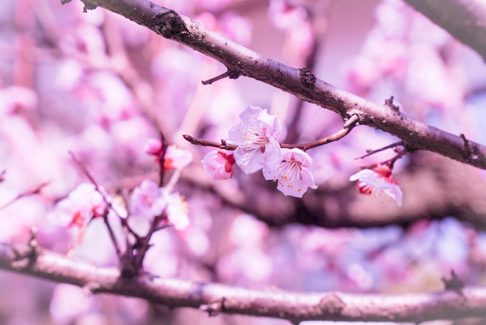 a close up of a tree with pink flowers