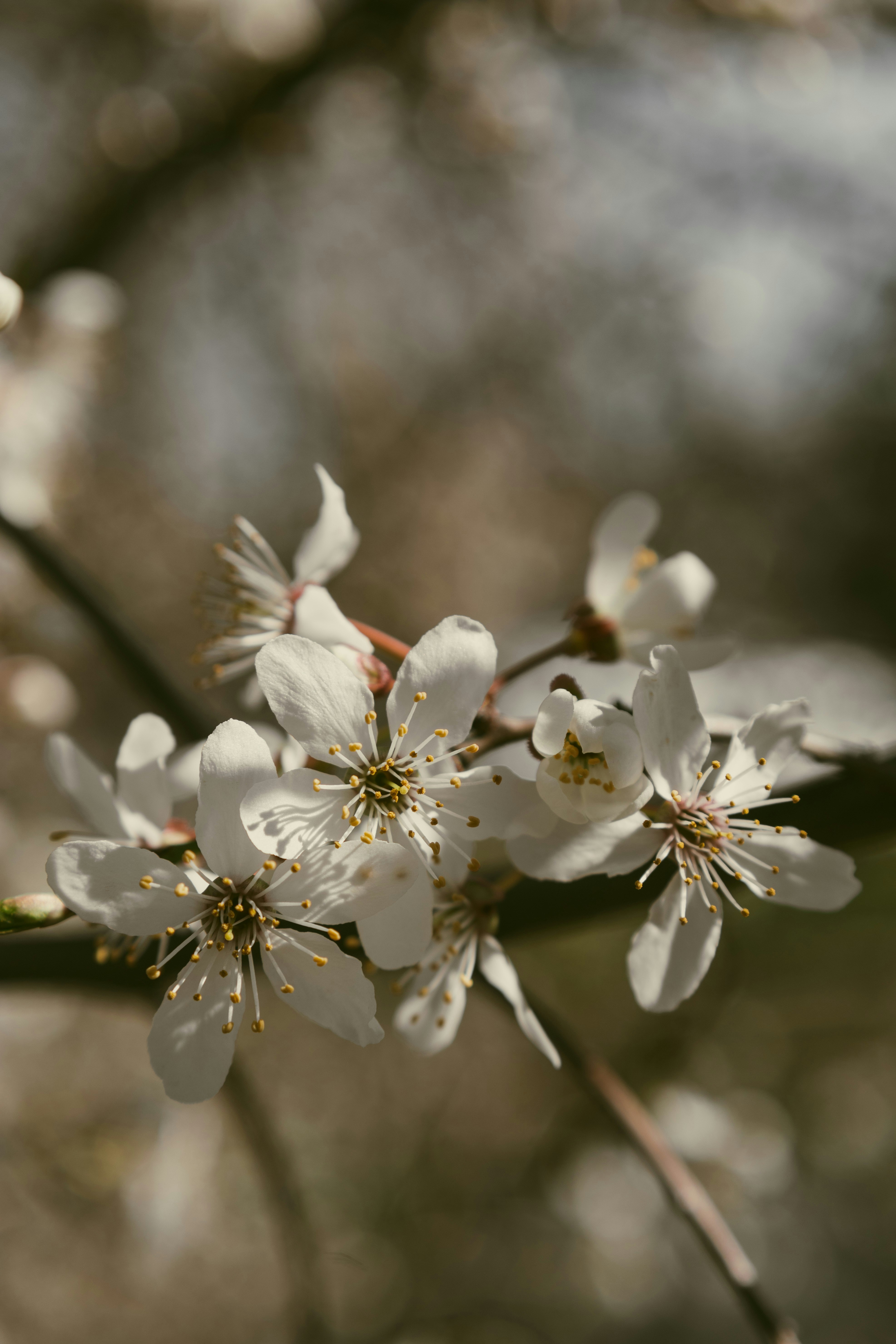 Photo by stachmann